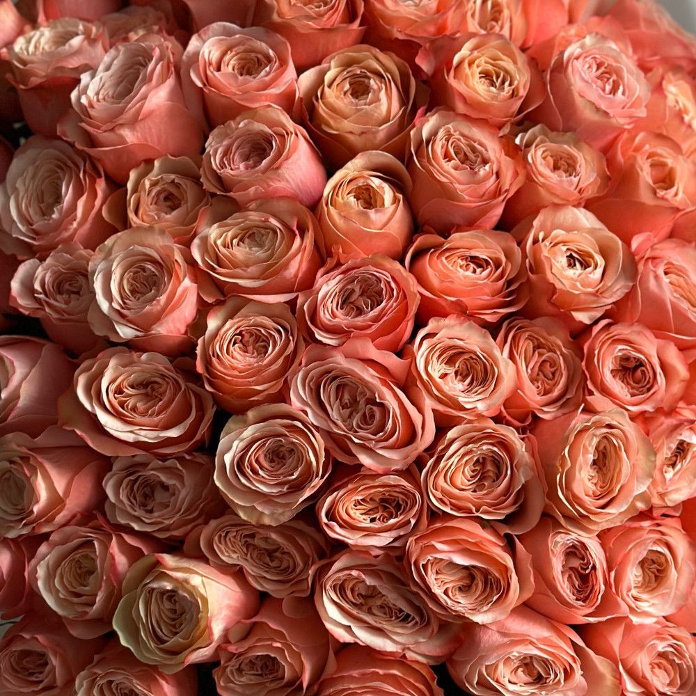 Kahala Roses - Image 2