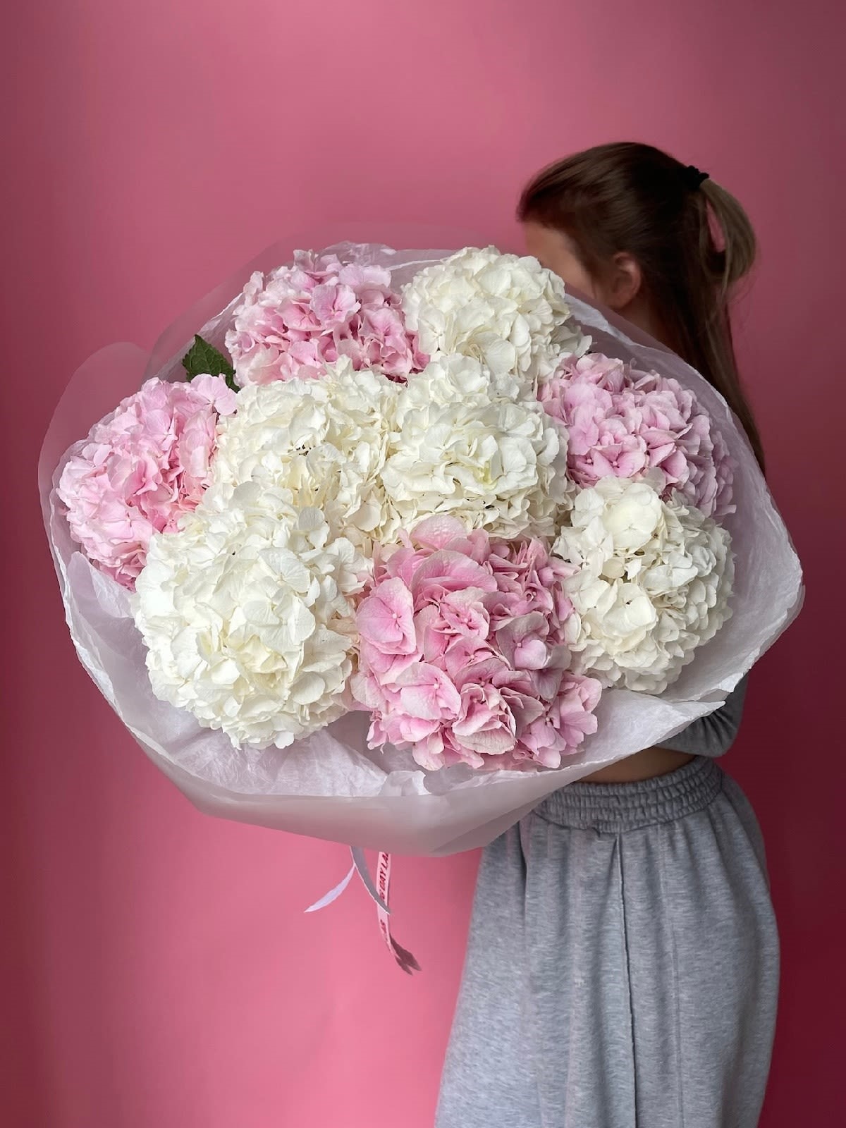 Hydrangea Harmony