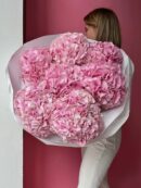 Pink Hydrangea