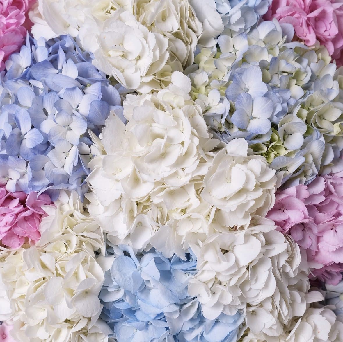 Mix of Hydrangea - Image 3