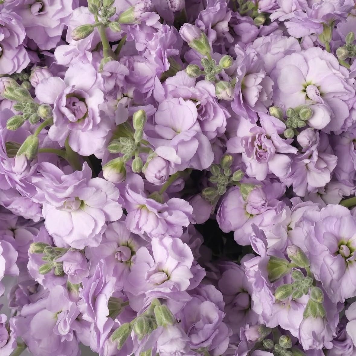 Lavender stock flower - Image 3
