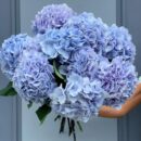 Arctic Lilac Hydrangea