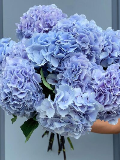 Arctic Lilac Hydrangea