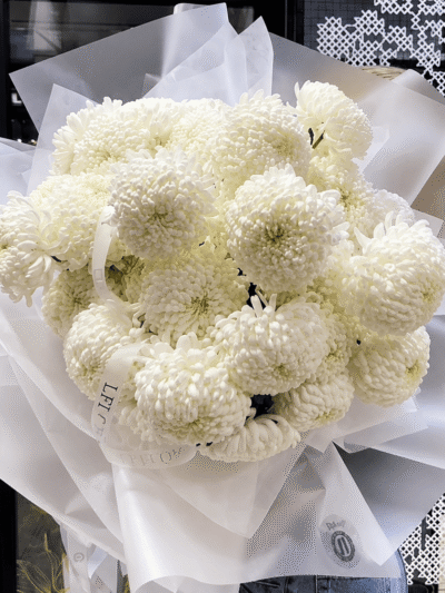 Snow Chrysanthemum